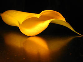 Reflecting Calla Lilly