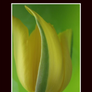 Easter Tulip