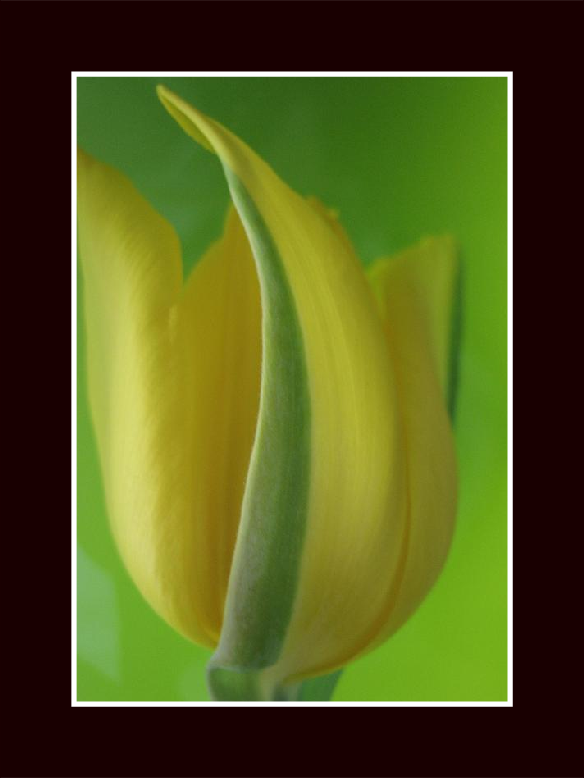 Easter Tulip