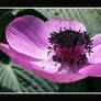 Sunbathing Papaver II