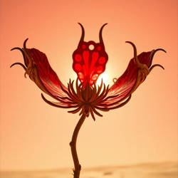 The Desert Flower