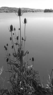 The Thistlake
