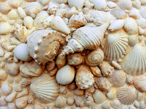 Muscheln by MisterMettler Muscheln by MisterMettler