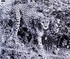 Camoflage Cheeta
