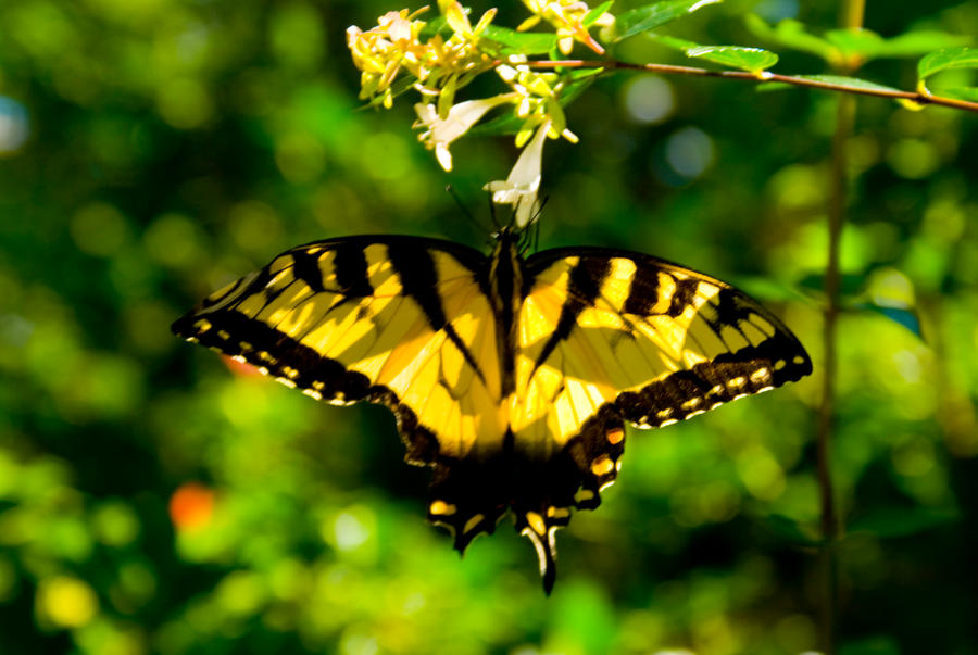 Yellow Butterfly