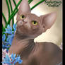 Nefertari Hairless Sphynx Cat