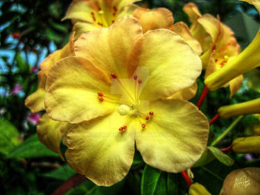 Yellow Trumpet