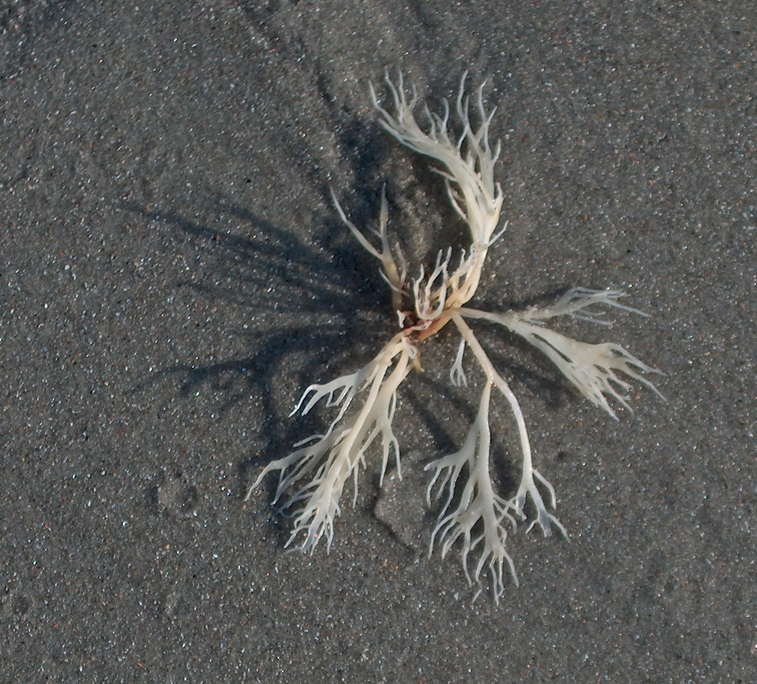 Beached Seaweed