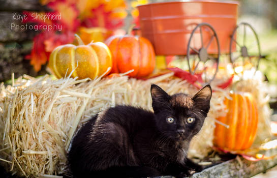 Fall Kitten 2