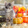 Fall Kitten 3