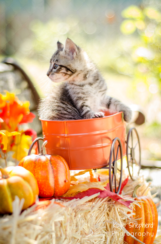 Fall Kitten 5