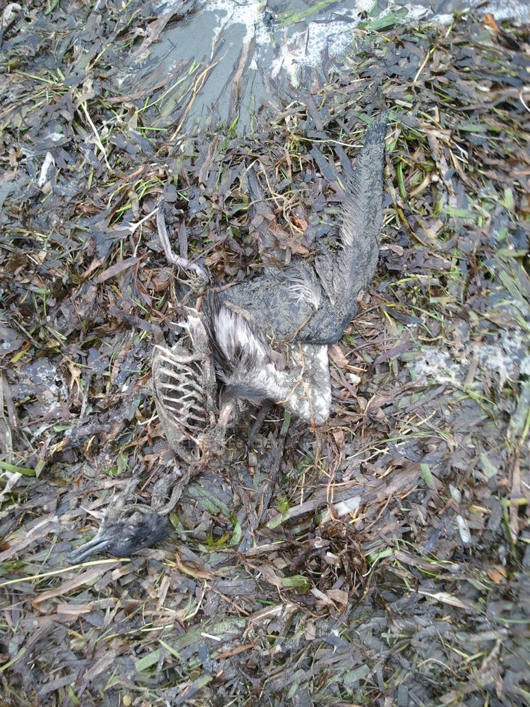 Decayed Bird Half decayed bird by celestef83 on DeviantArt