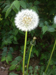 Dandelion Gone to Seed