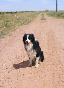 Farm Dog