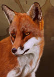 Fox Portrait by petanimalia