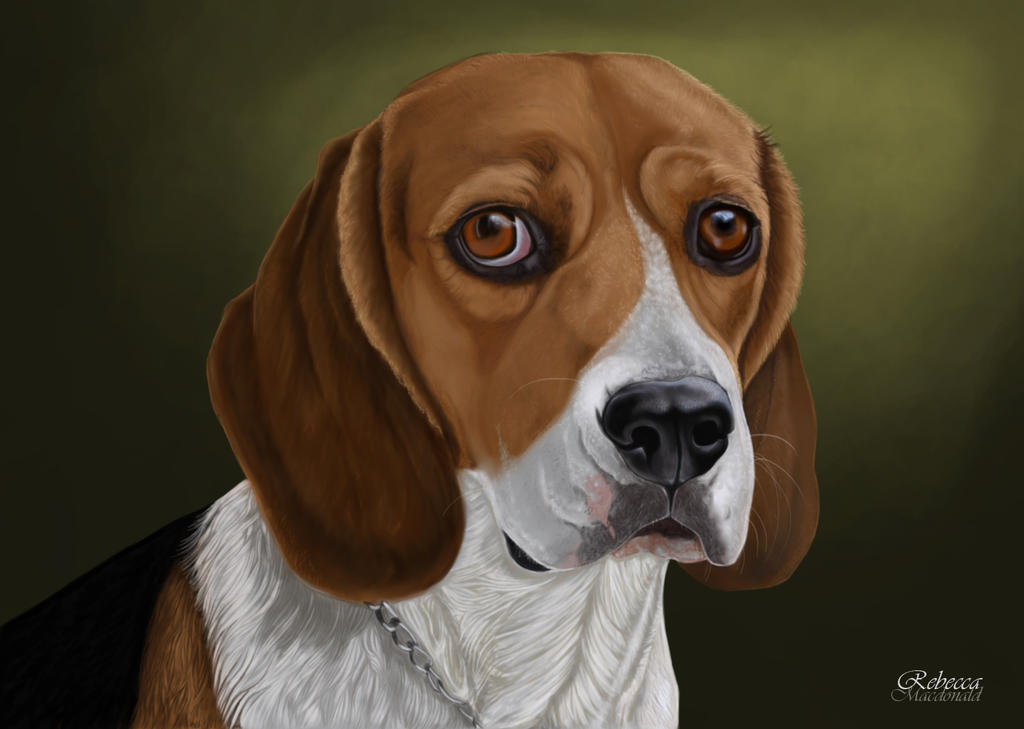 Beagle