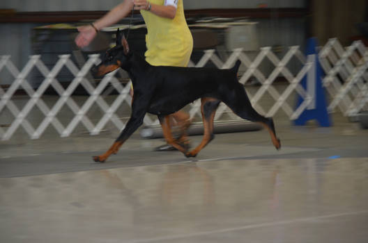 Doberman Stock 2