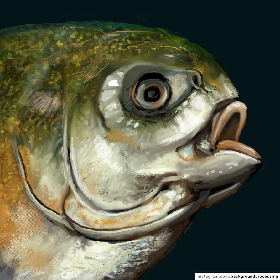 Fish face by backgroundprocessing on DeviantArt