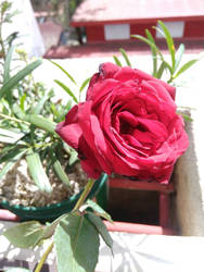 Rose