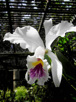 Orquidea