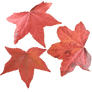 Maple Leaves PNG
