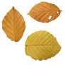 Fall Leaves PNG