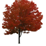 Maple Tree PNG