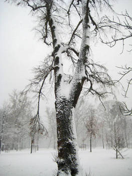 Snowy Tree