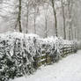 Snow Covered Fence