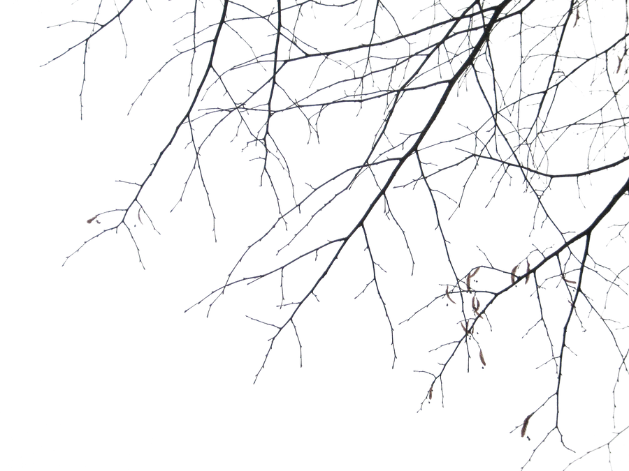 Branches PNG