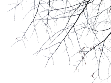 Branches PNG