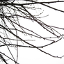 Branches II PNG