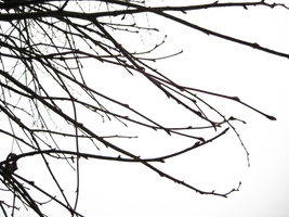 Branches II PNG