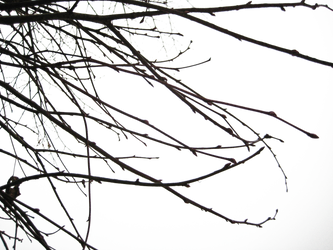 Branches II PNG