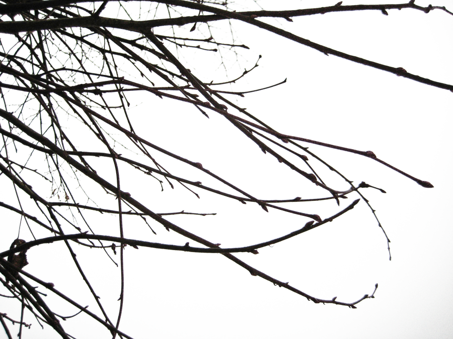 Branches II PNG