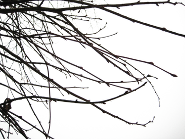 Branches II PNG