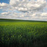 Field of Buttercups II