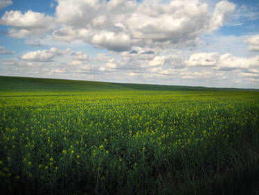 Field of Buttercups II