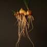Root Bulb Cluster