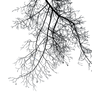 Branches III PNG