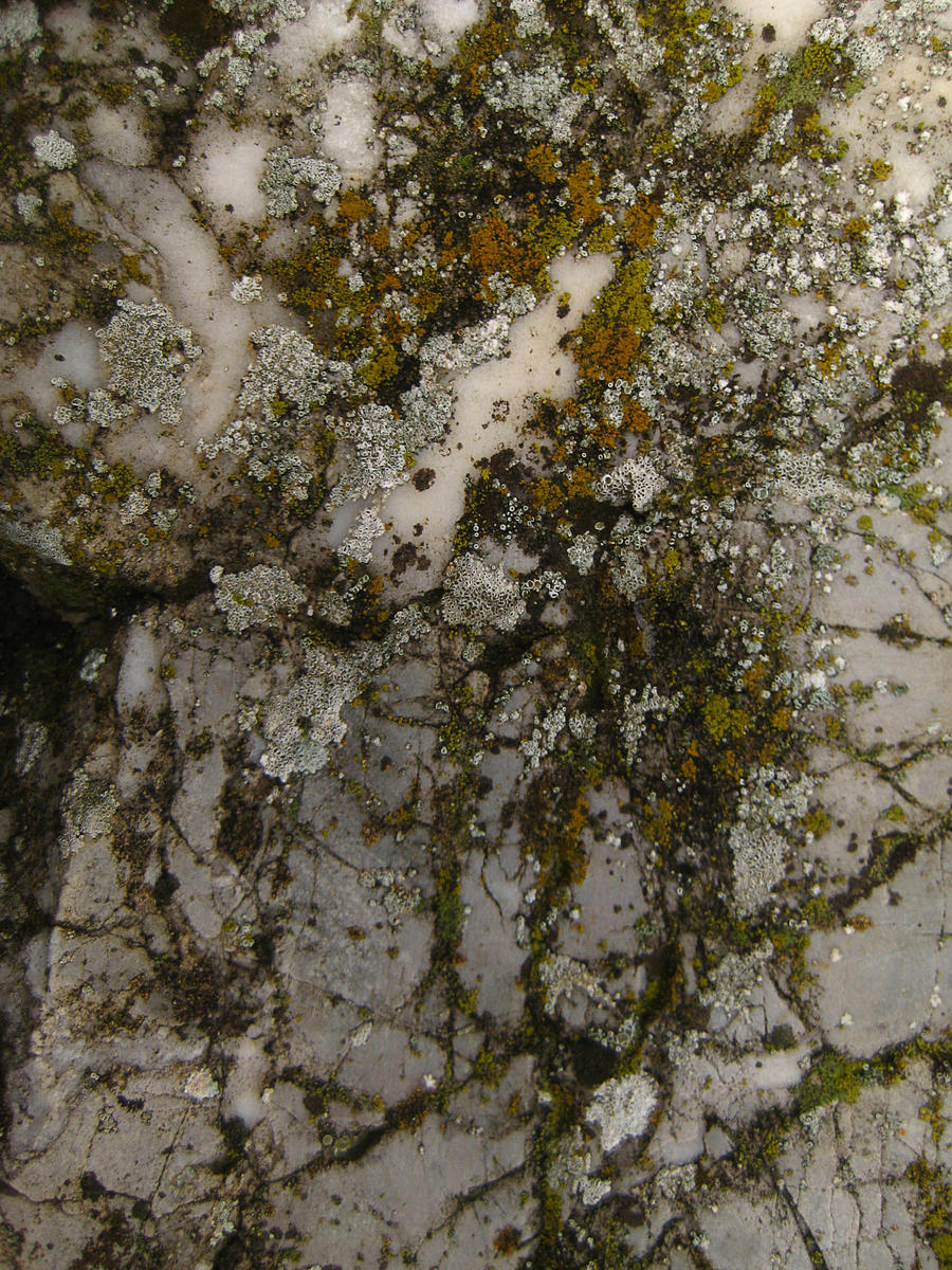 Mossy Marble Texture
