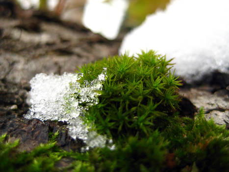 Snowy Moss