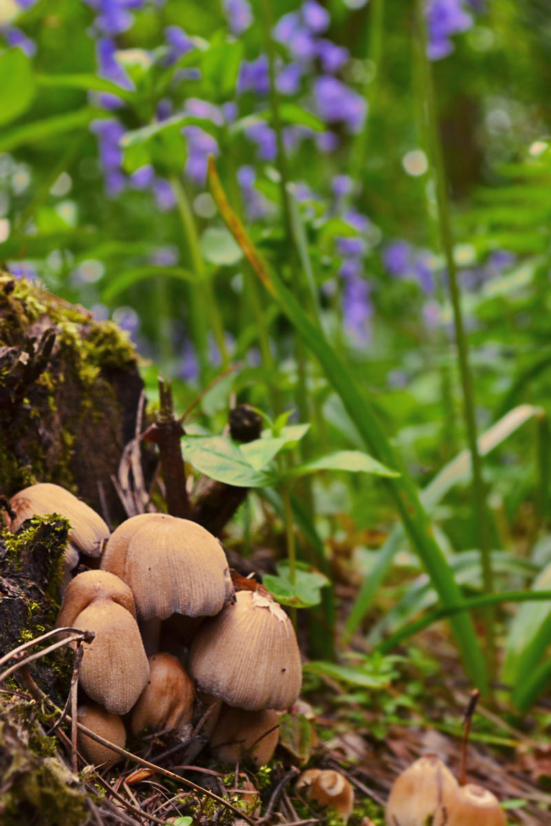 Mushrooms and Bluebells