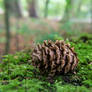 Pinecone