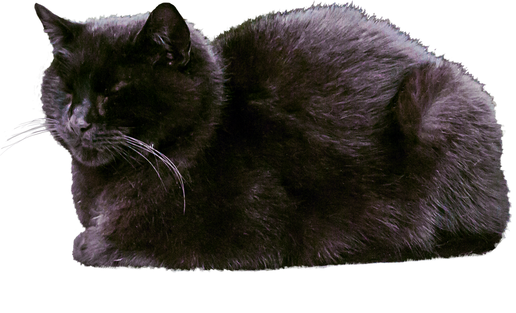 Sleeping Black Cat PNG  by simfonic on DeviantArt