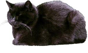 Sleeping Black Cat PNG