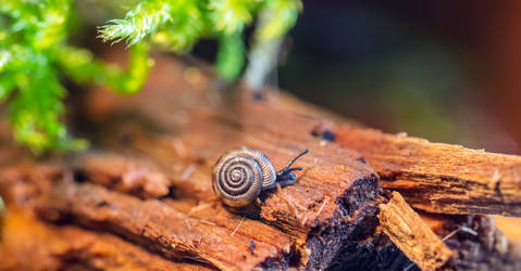 Macro Snail
