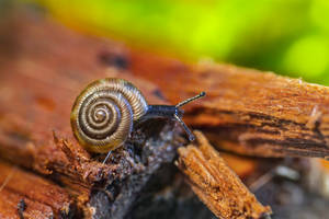 Snaily