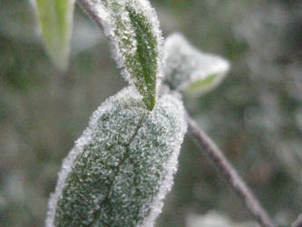 hoarfrost5