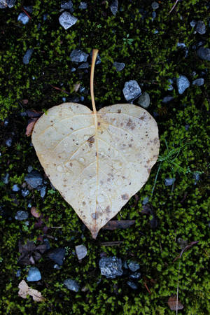 Nature's Heart by AliceDArte Nature's Heart by AliceDArte
